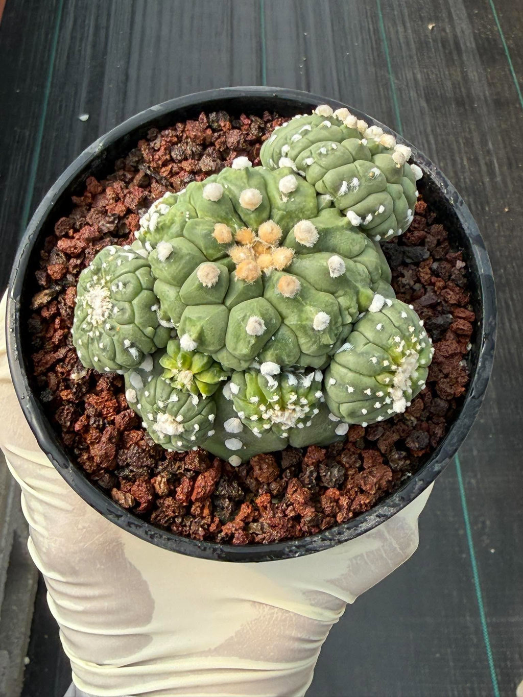 Astrophytum Kikko Cactus w/Pups – Rare Seed Grown Succulent #646
