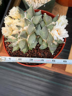 Ariocarpus Retusus Double Head – Rare Collector Cactus 