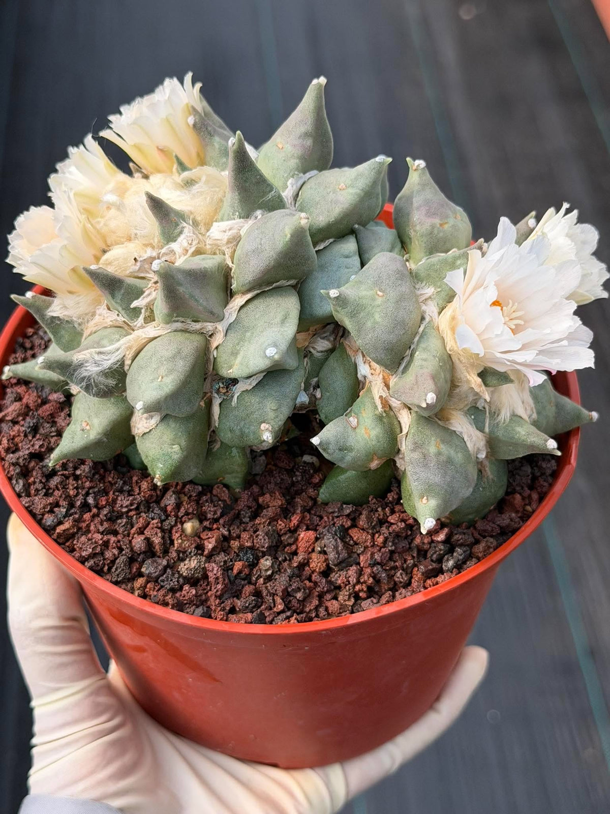 Ariocarpus Retusus Double Head – Rare Collector Cactus 
