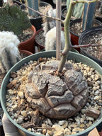 Dioscorea Elephantipes | Rare Seed-Grown Caudiciform Succulent | Turtle Back Plant