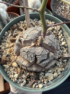 Dioscorea Elephantipes | Rare Seed-Grown Caudiciform Succulent | Turtle Back Plant