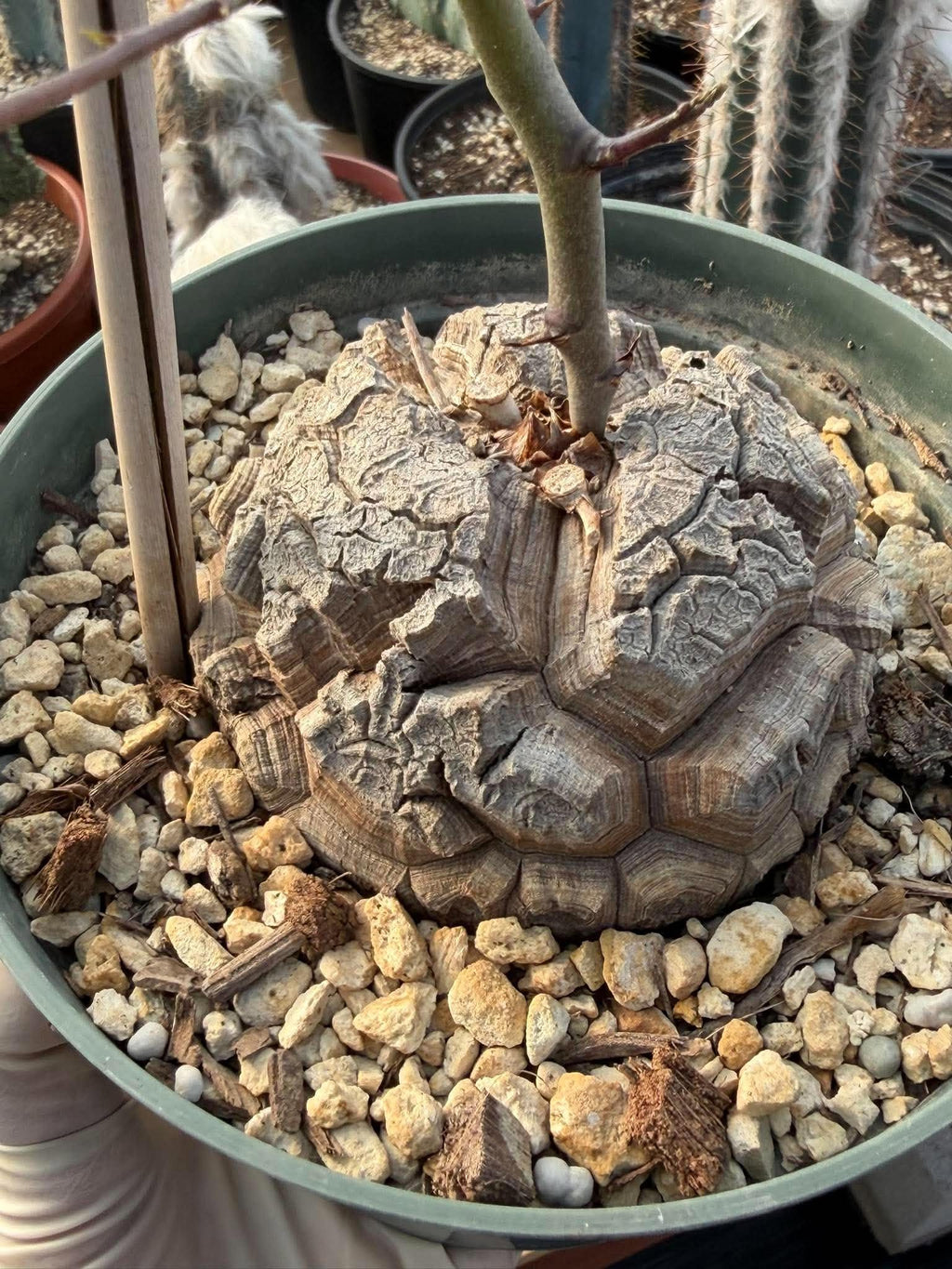 Dioscorea Elephantipes | Rare Seed-Grown Caudiciform Succulent | Turtle Back Plant