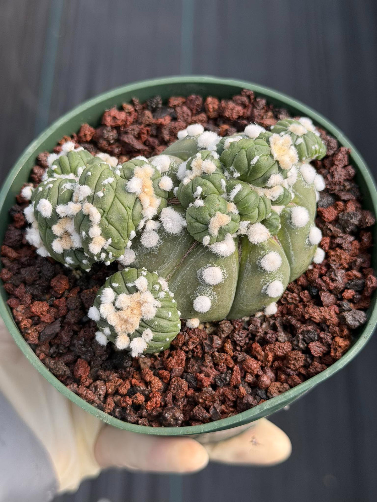 Astrophytum Asterias with Crested Pups | Rare Seed‑Grown Collector Cactus #235