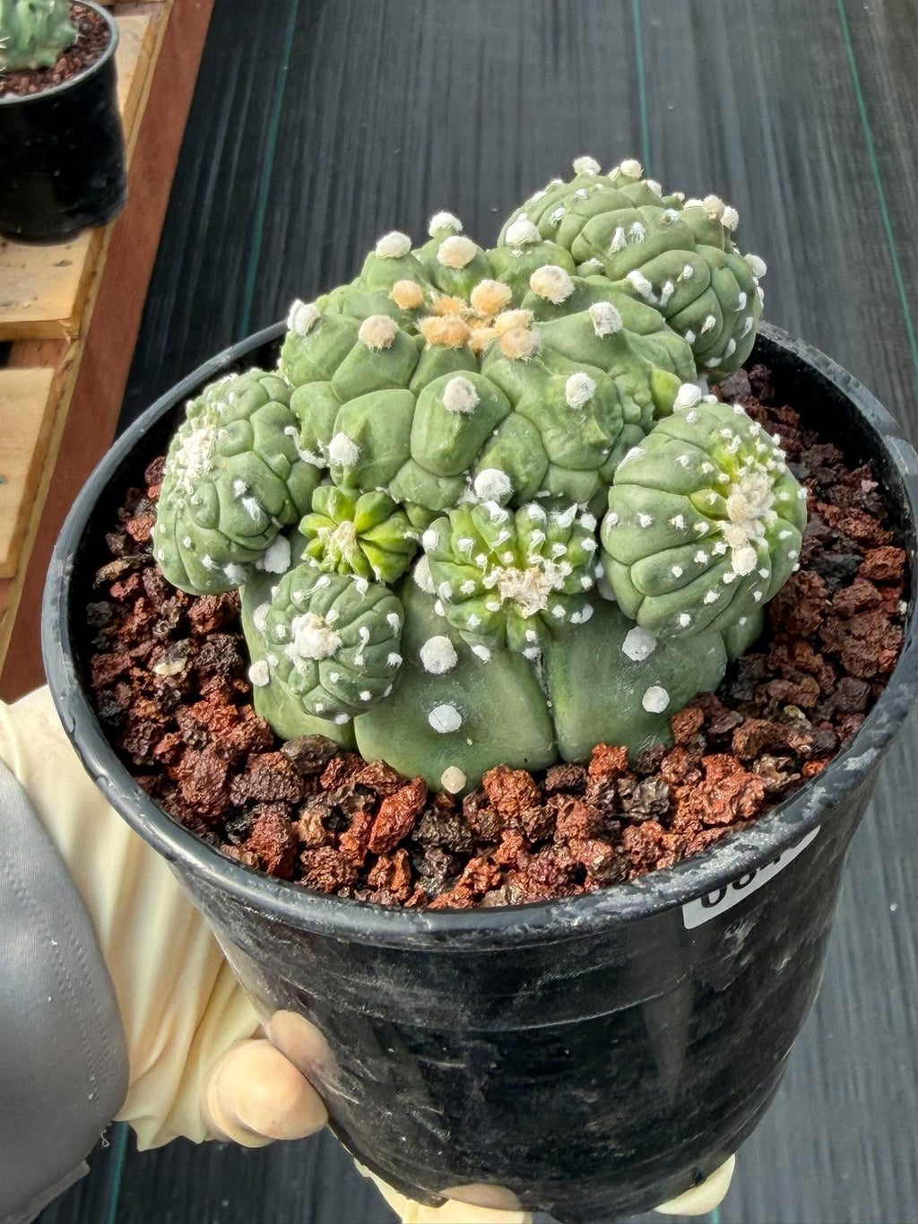 Astrophytum Kikko Cactus w/Pups – Rare Seed Grown Succulent #646