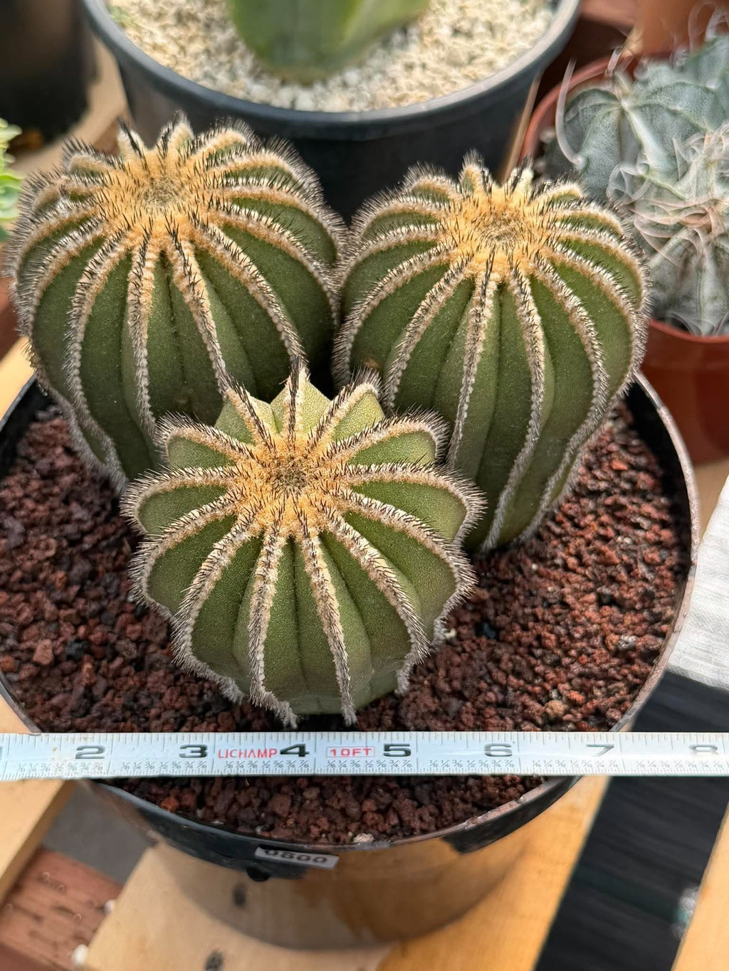 Rare 3‑Head Uebelmannia Pectinifera Cactus | Seed‑Grown Collector Specimen #800