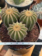 Rare 3‑Head Uebelmannia Pectinifera Cactus | Seed‑Grown Collector Specimen #800