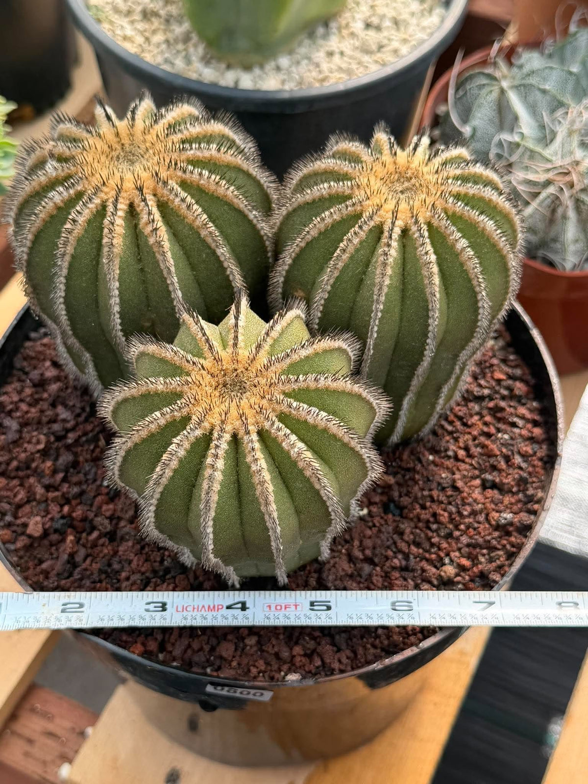 Rare 3‑Head Uebelmannia Pectinifera Cactus | Seed‑Grown Collector Specimen #800