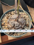 Dioscorea Elephantipes | Rare Seed-Grown Caudiciform Succulent | Turtle Back Plant