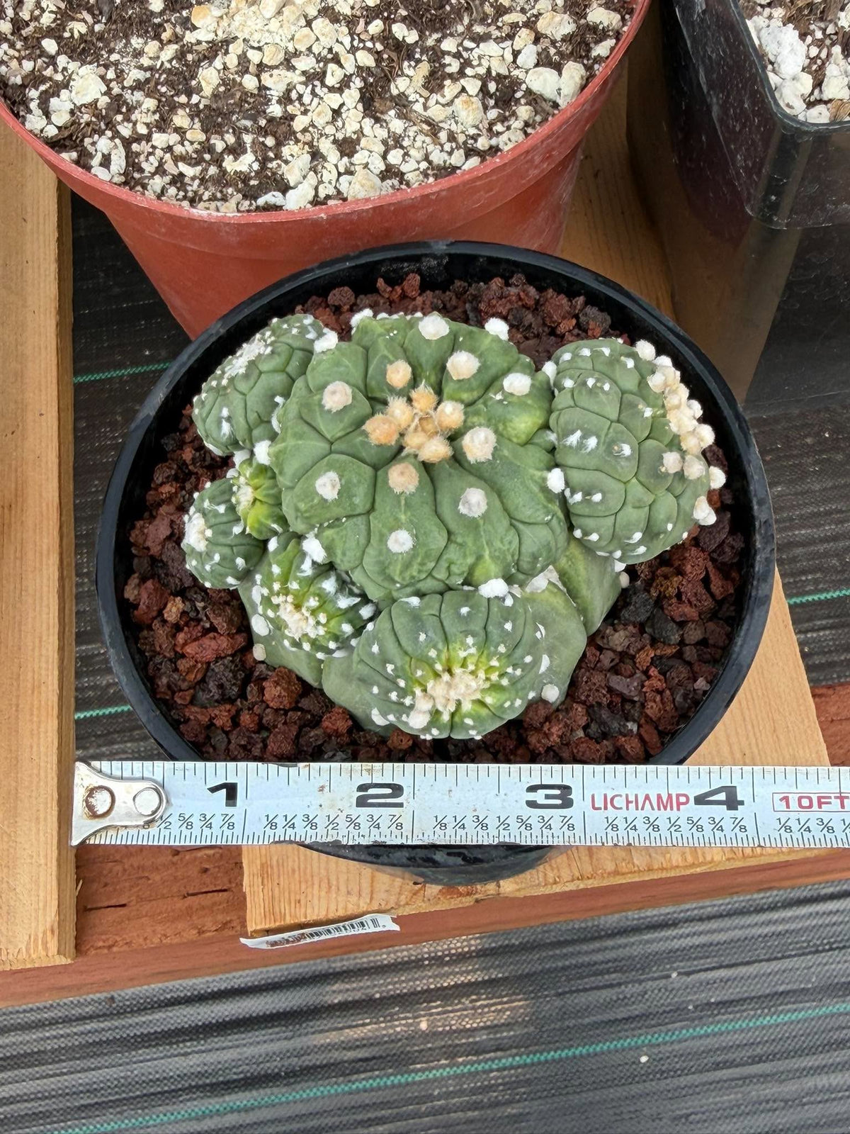 Astrophytum Kikko Cactus w/Pups – Rare Seed Grown Succulent #646