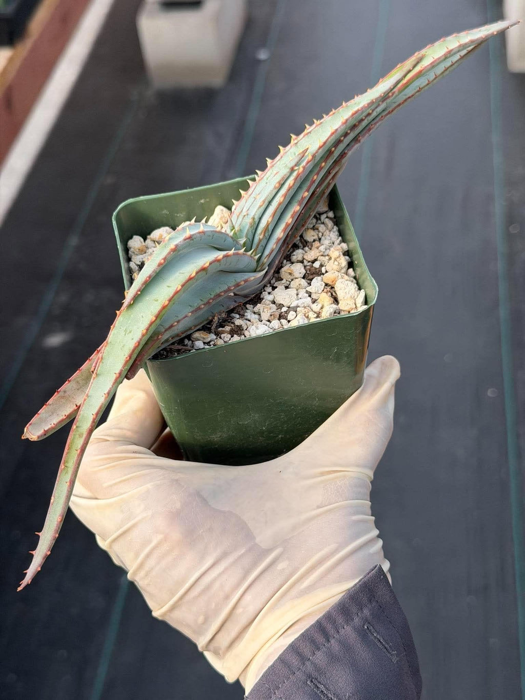 Aloe Suprafoliata Mustache Aloe | Rare Succulent Plant | Collector Specimen