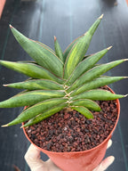 Variegated Sansevia Sawaddee | Easy Care House Plant | Live Plant #206