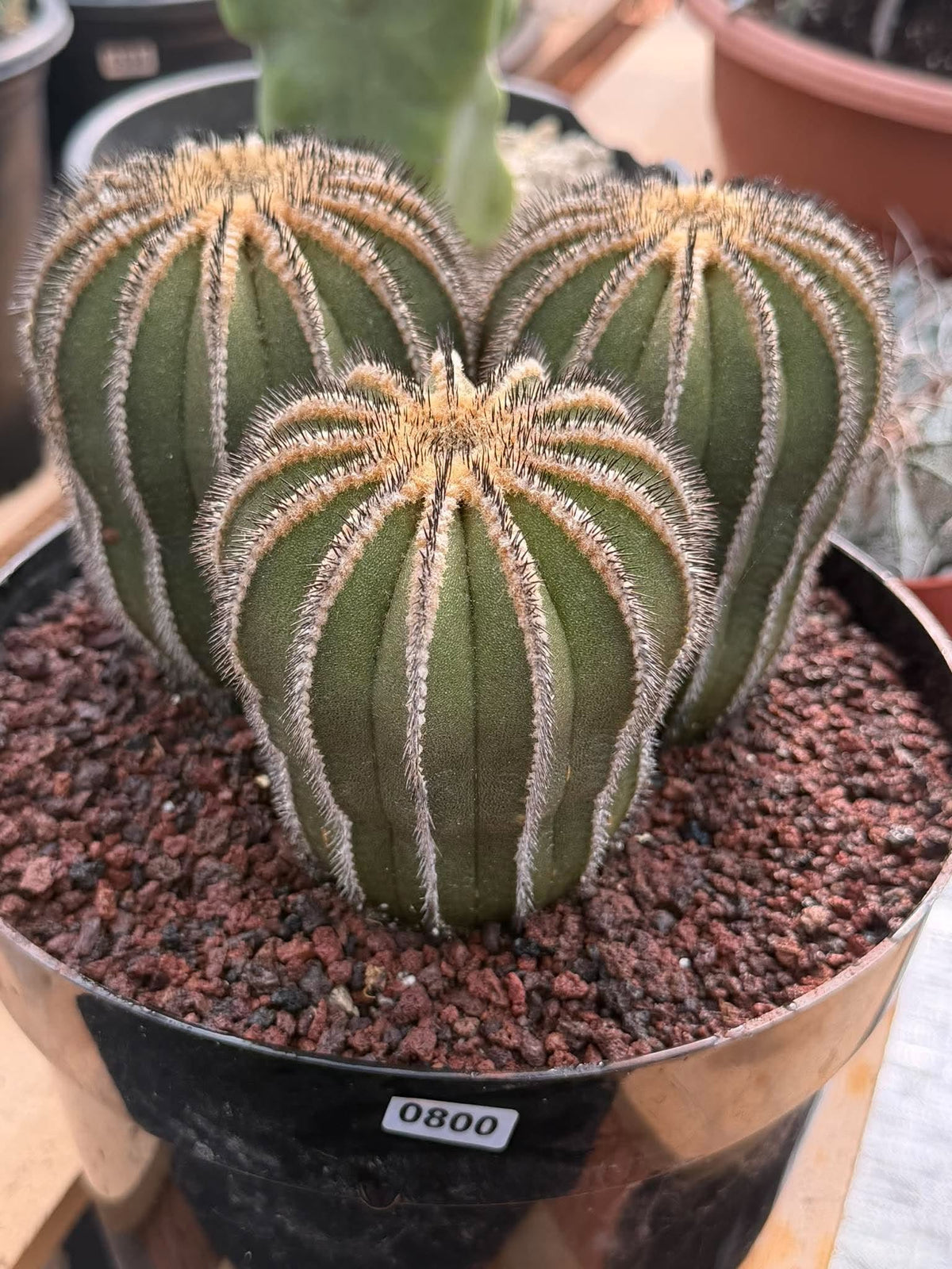 Rare 3‑Head Uebelmannia Pectinifera Cactus | Seed‑Grown Collector Specimen #800