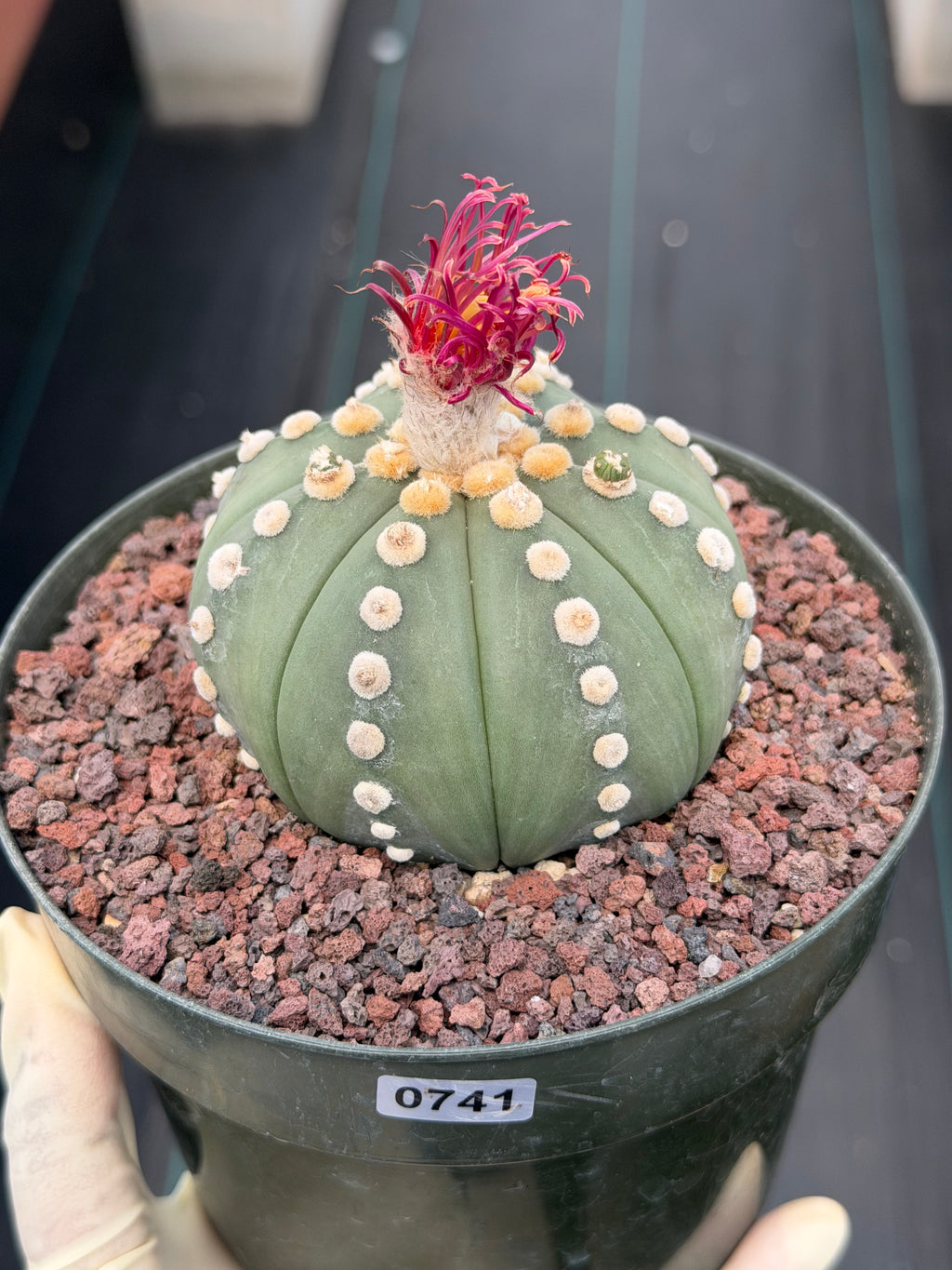 Astrophytum Ooibo Shinshowa #741 – Rare Seed Grown Cactus w/ Small Pups, Live Succulent Plant