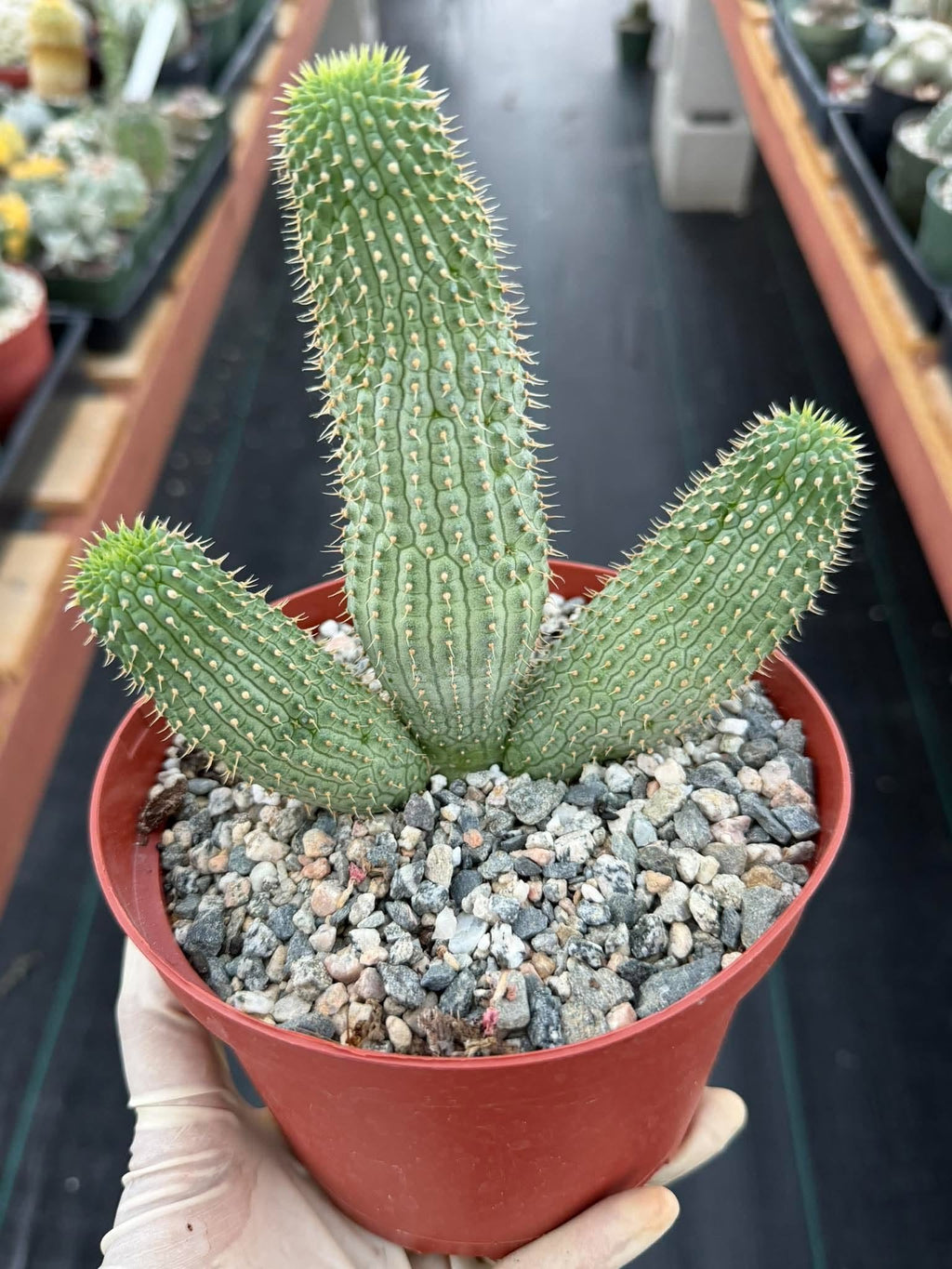 Hoodia gordonii – Rare Seed-Grown Desert Succulent