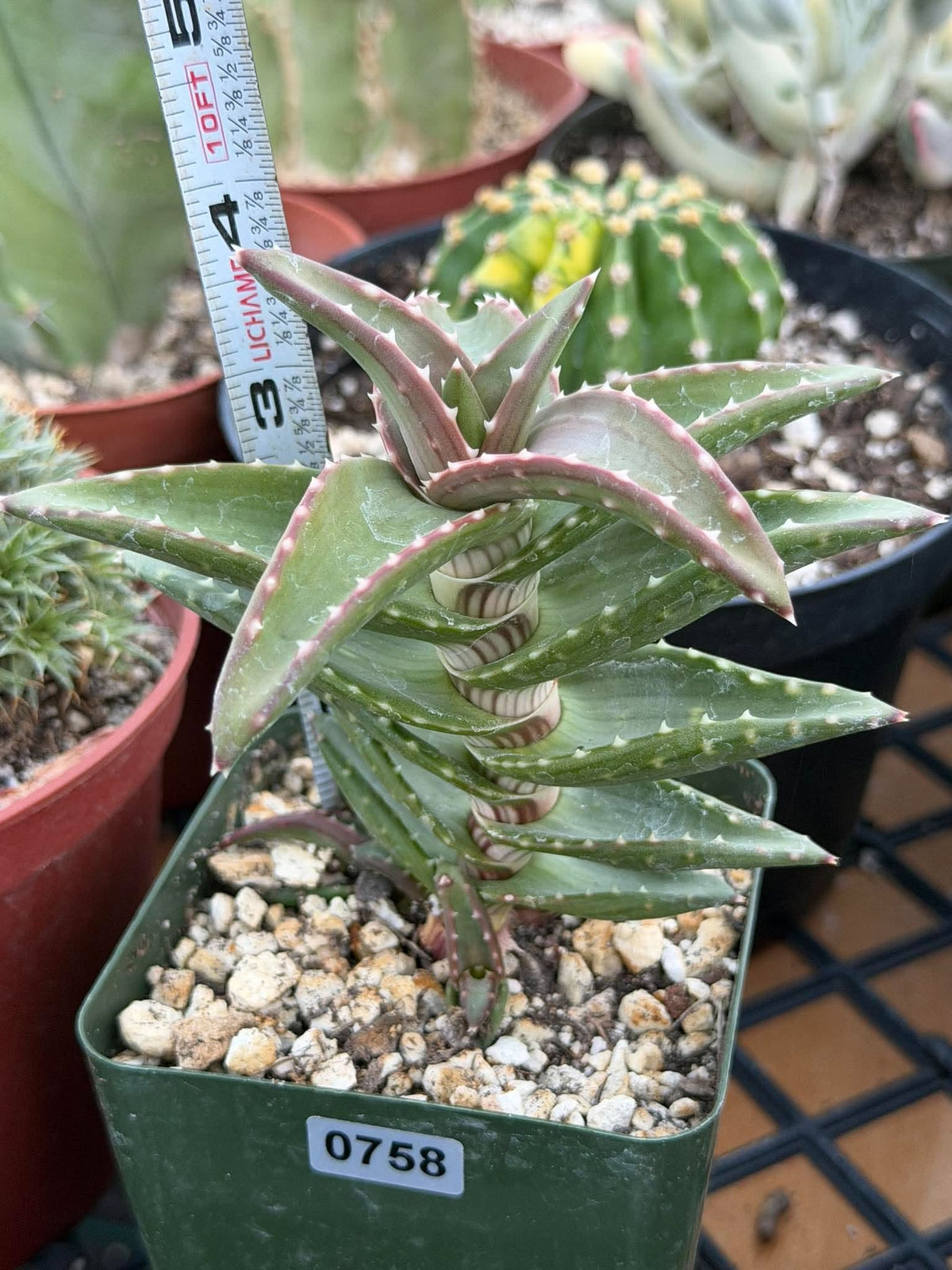 Aloe pearsonii with Pups – Rare Seed-Grown Succulent #758