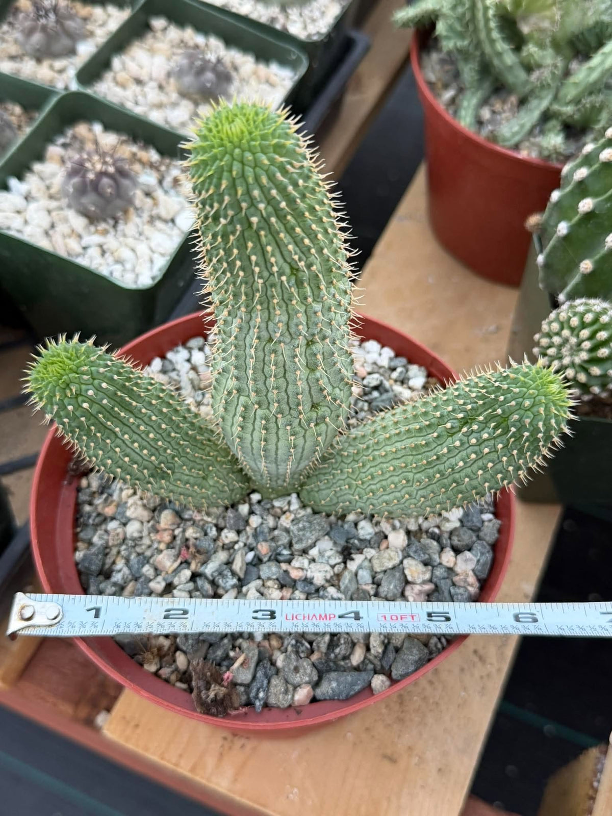 Hoodia gordonii – Rare Seed-Grown Desert Succulent