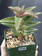 Aloe pearsonii with Pups – Rare Seed-Grown Succulent #758