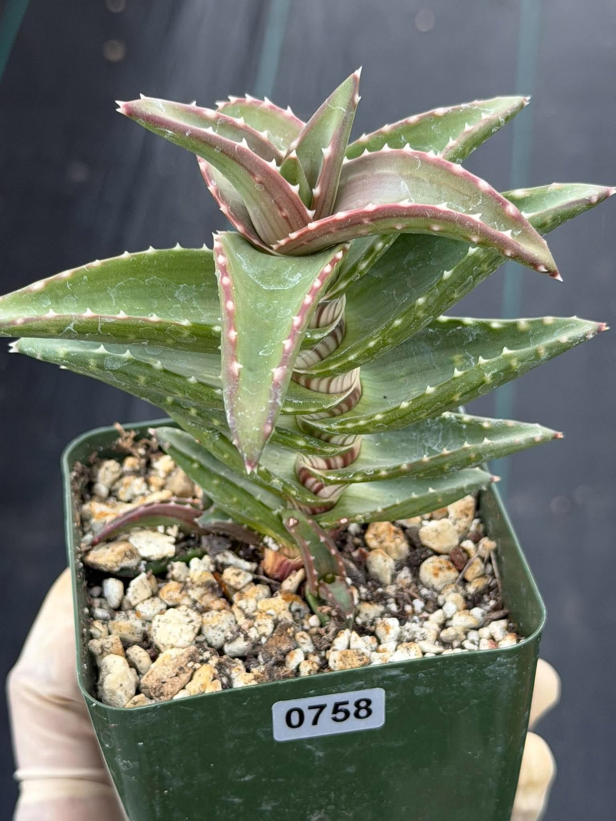 Aloe pearsonii with Pups – Rare Seed-Grown Succulent #758