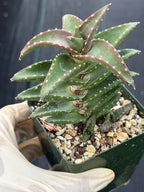 Aloe pearsonii with Pups – Rare Seed-Grown Succulent #758