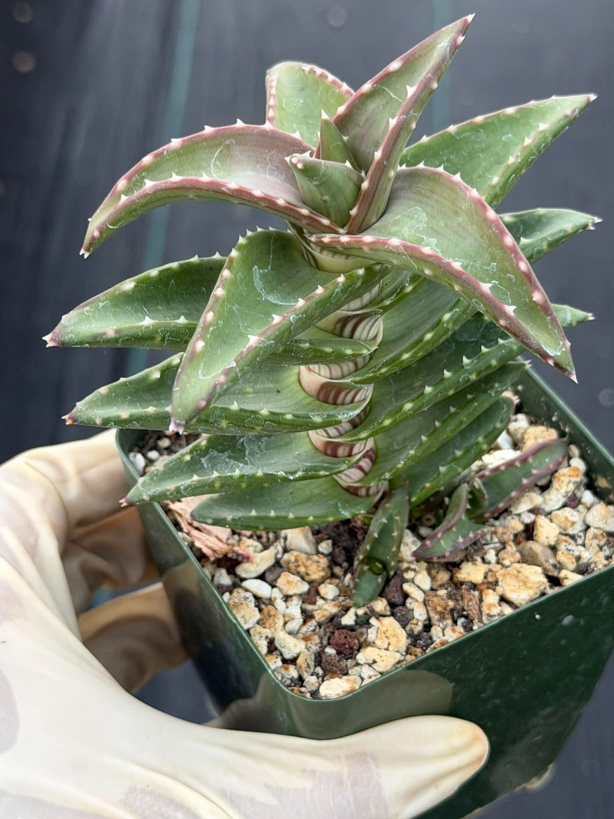 Aloe pearsonii with Pups – Rare Seed-Grown Succulent #758