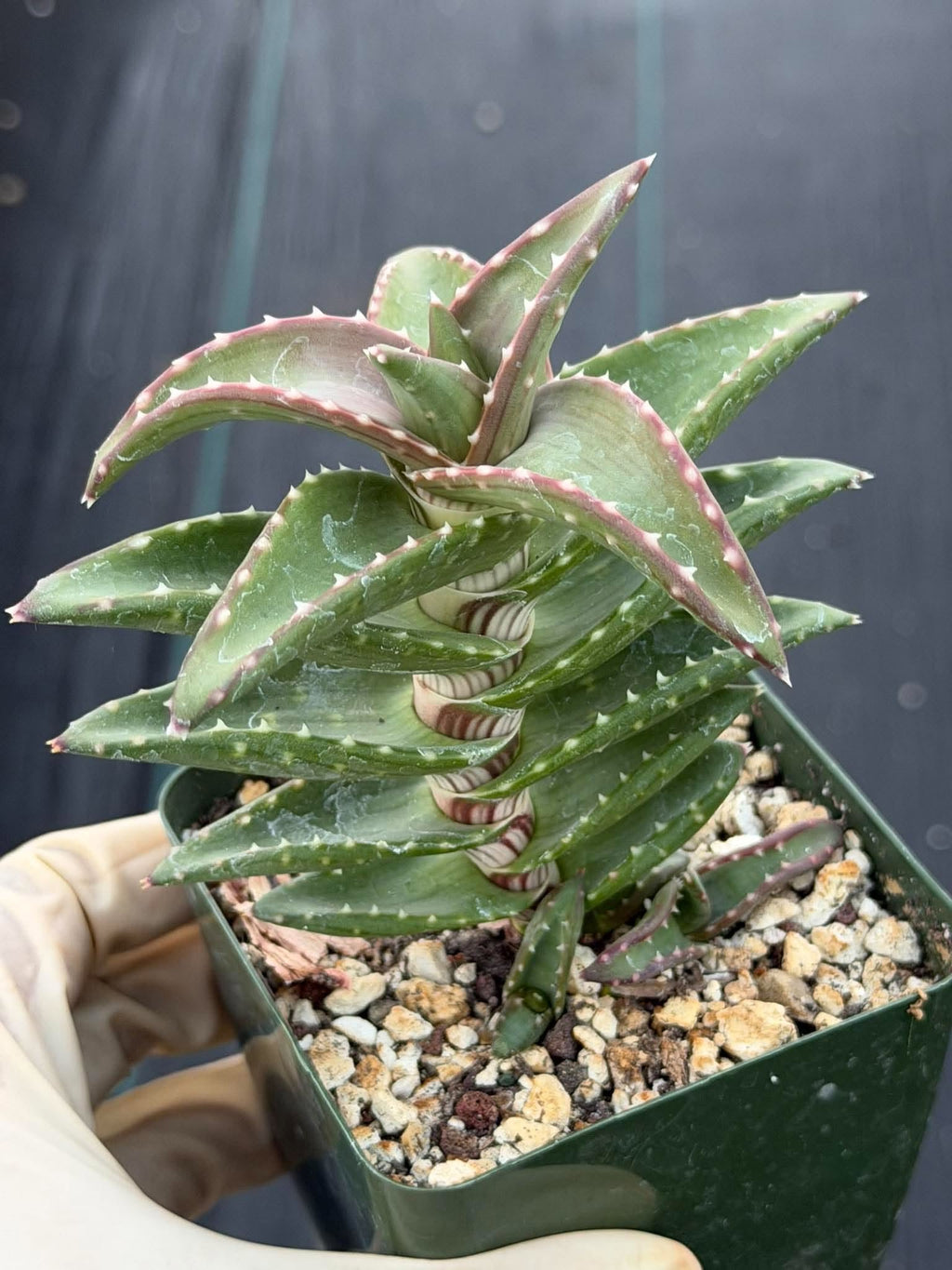 Aloe pearsonii with Pups – Rare Seed-Grown Succulent #758