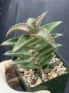 Aloe pearsonii with Pups – Rare Seed-Grown Succulent #758