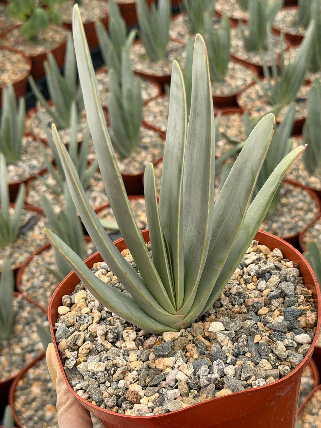Fan Aloe (Aloe plicatilis) – 6-inch Exact Plant