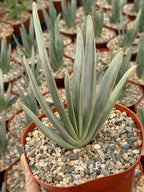 Fan Aloe (Aloe plicatilis) – 6-inch Exact Plant