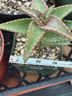 Aloe pearsonii with Pups – Rare Seed-Grown Succulent #758