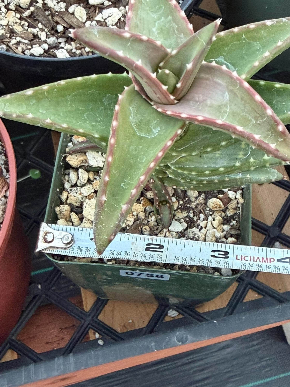 Aloe pearsonii with Pups – Rare Seed-Grown Succulent #758