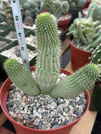 Hoodia gordonii – Rare Seed-Grown Desert Succulent