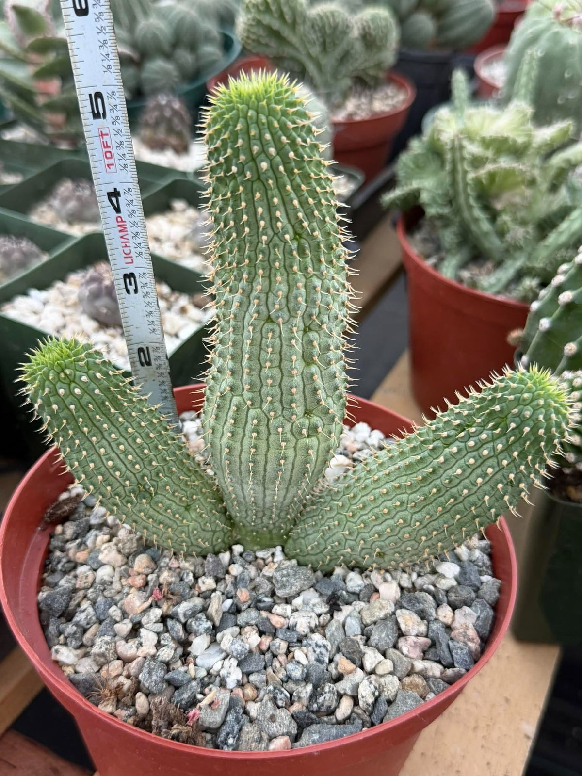Hoodia gordonii – Rare Seed-Grown Desert Succulent