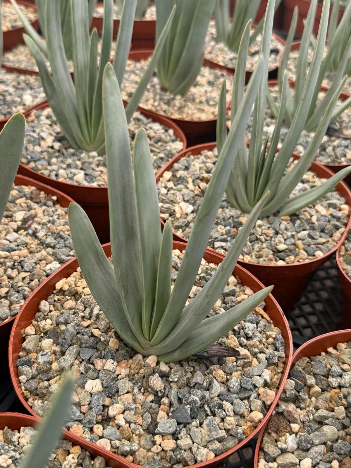 Fan Aloe (Aloe plicatilis) – 6-inch Exact Plant