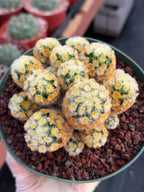 Buddha Succulent #905 – Exact Collector Plant
