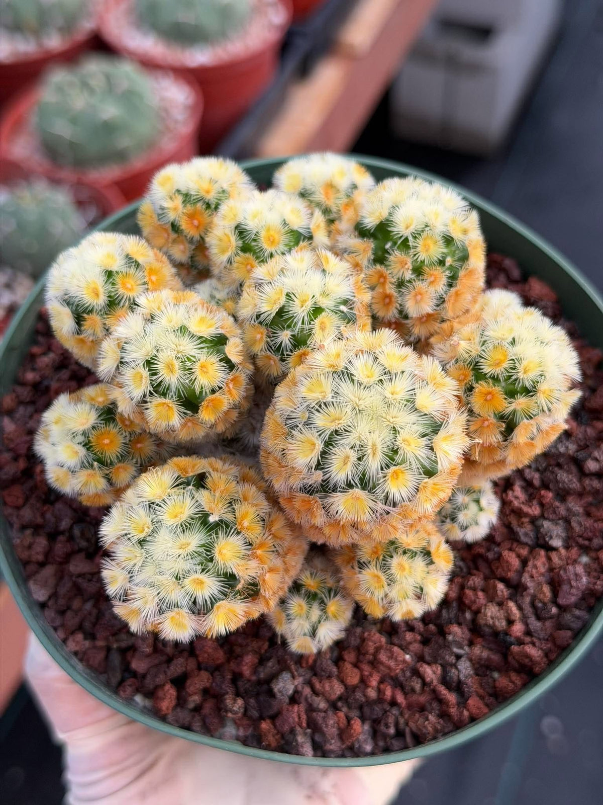Buddha Succulent #905 – Exact Collector Plant