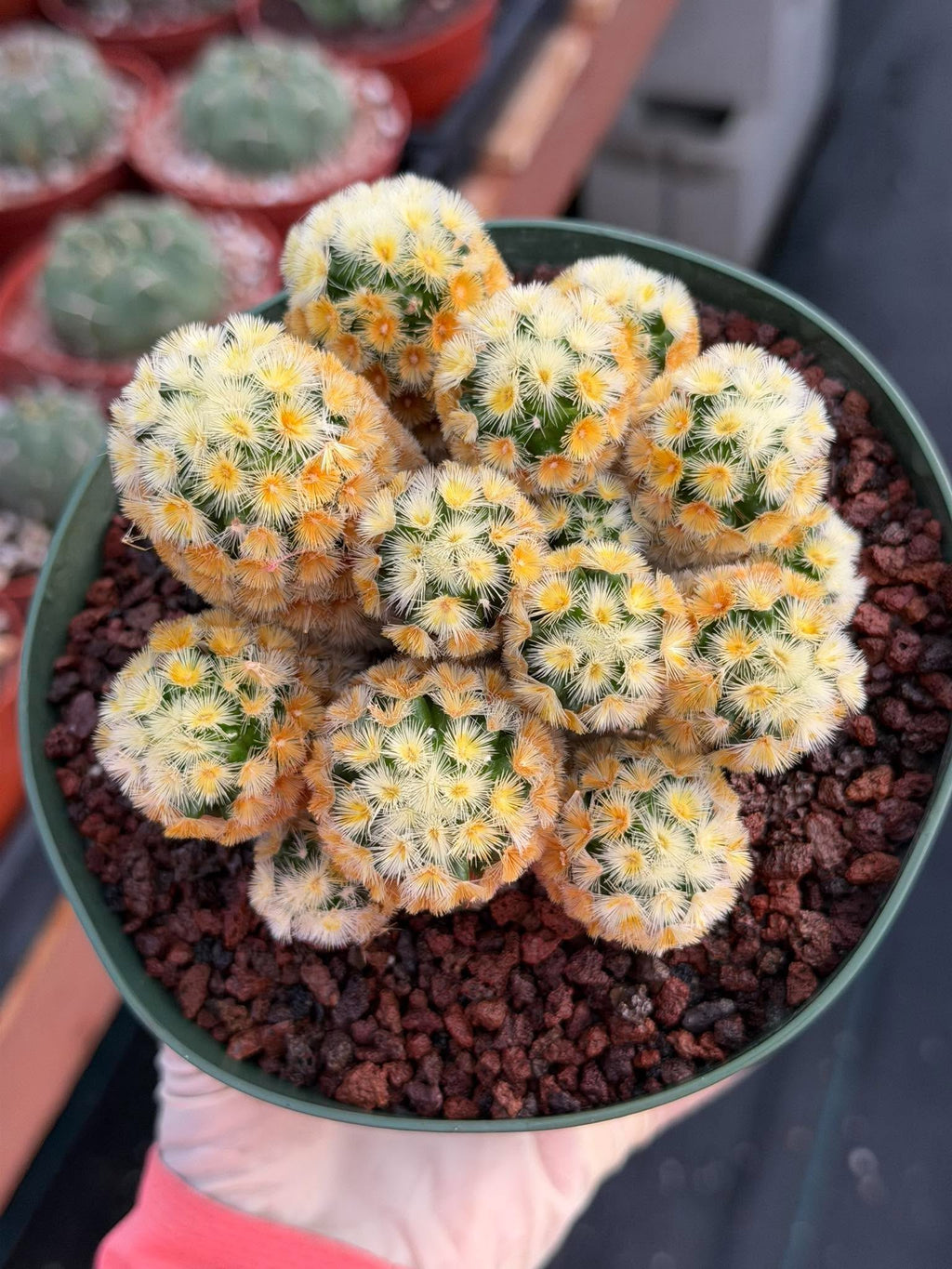 Buddha Succulent #905 – Exact Collector Plant