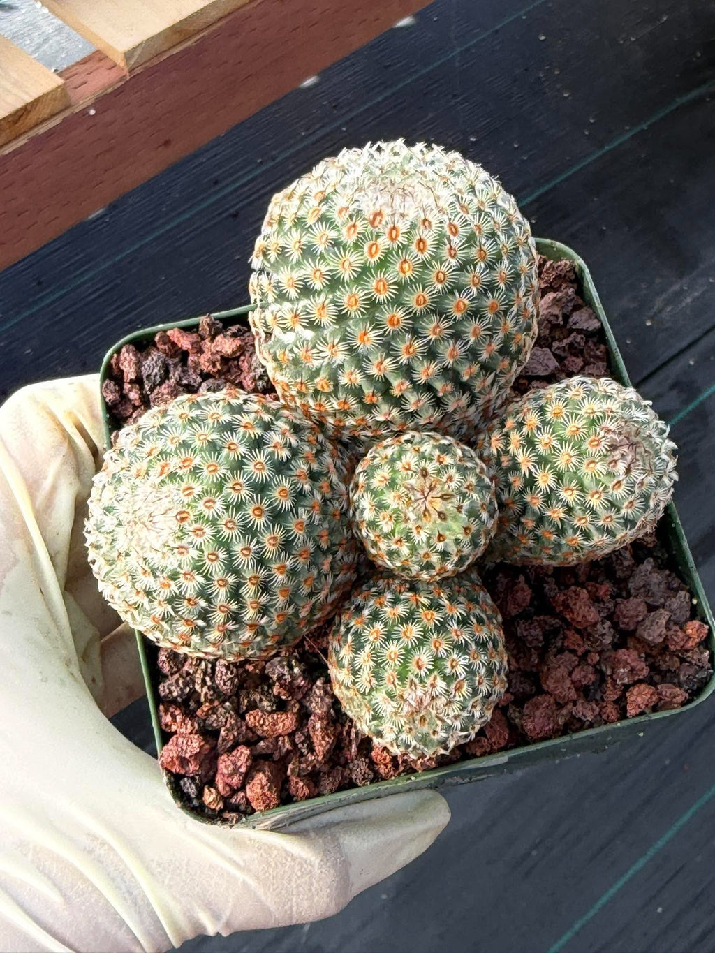 Mammillaria huitzilopochtli Cluster Cactus #978 | Exact Plant
