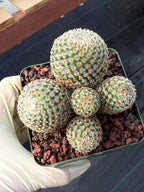 Mammillaria huitzilopochtli Cluster Cactus #978 | Exact Plant
