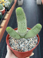 Hoodia gordonii – Rare Seed-Grown Desert Succulent