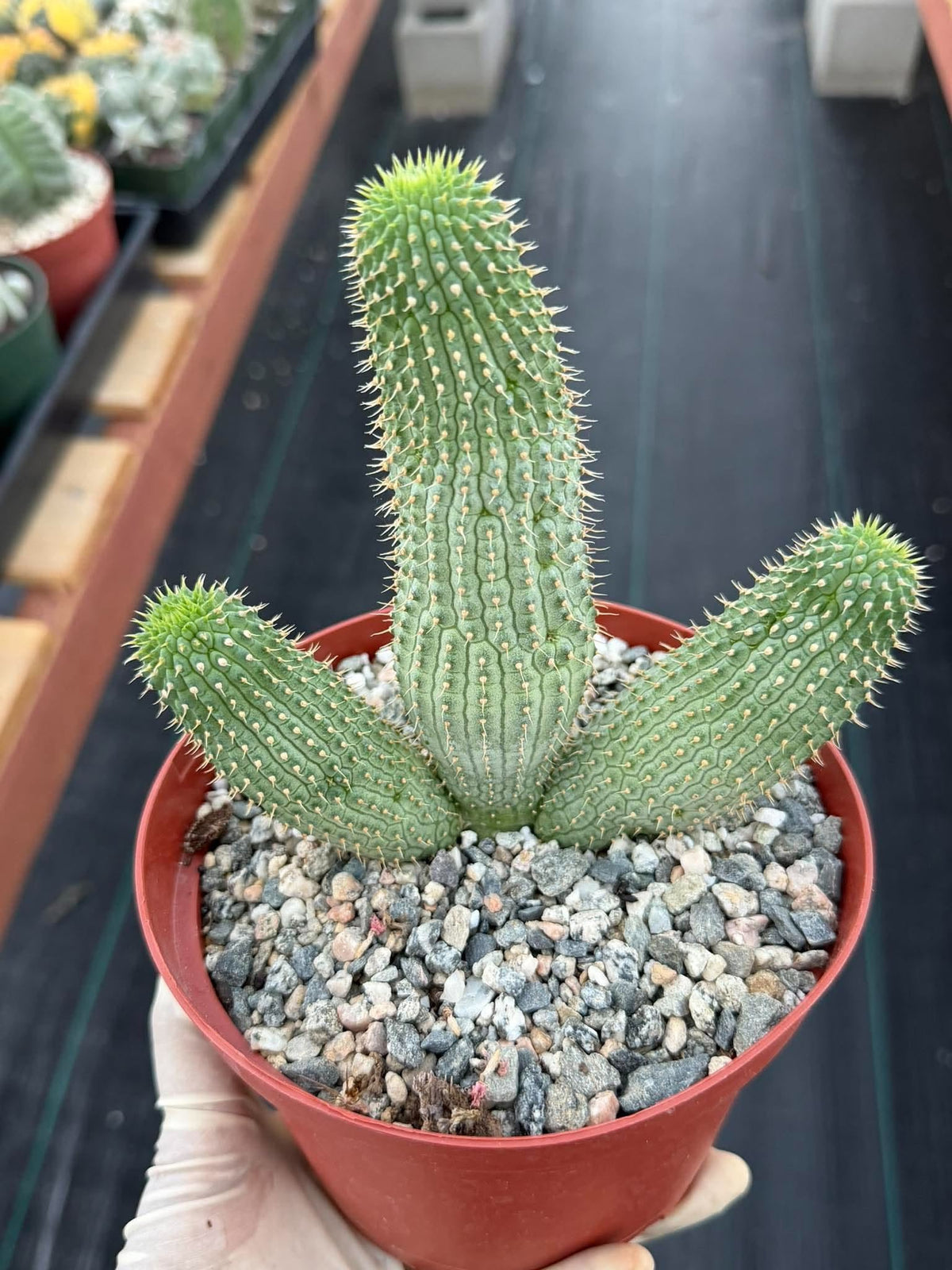 Hoodia gordonii – Rare Seed-Grown Desert Succulent