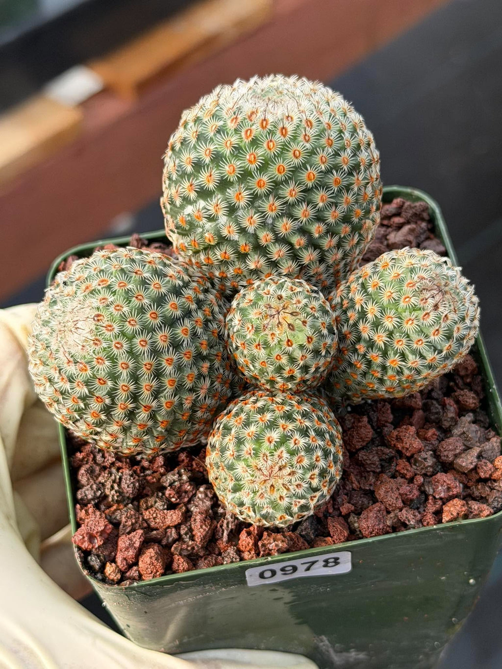 Mammillaria huitzilopochtli Cluster Cactus #978 | Exact Plant