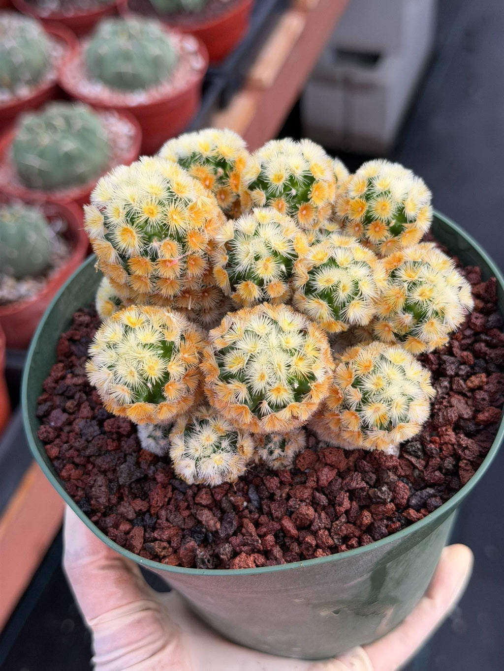 Buddha Succulent #905 – Exact Collector Plant