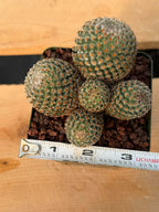 Mammillaria huitzilopochtli Cluster Cactus #978 | Exact Plant