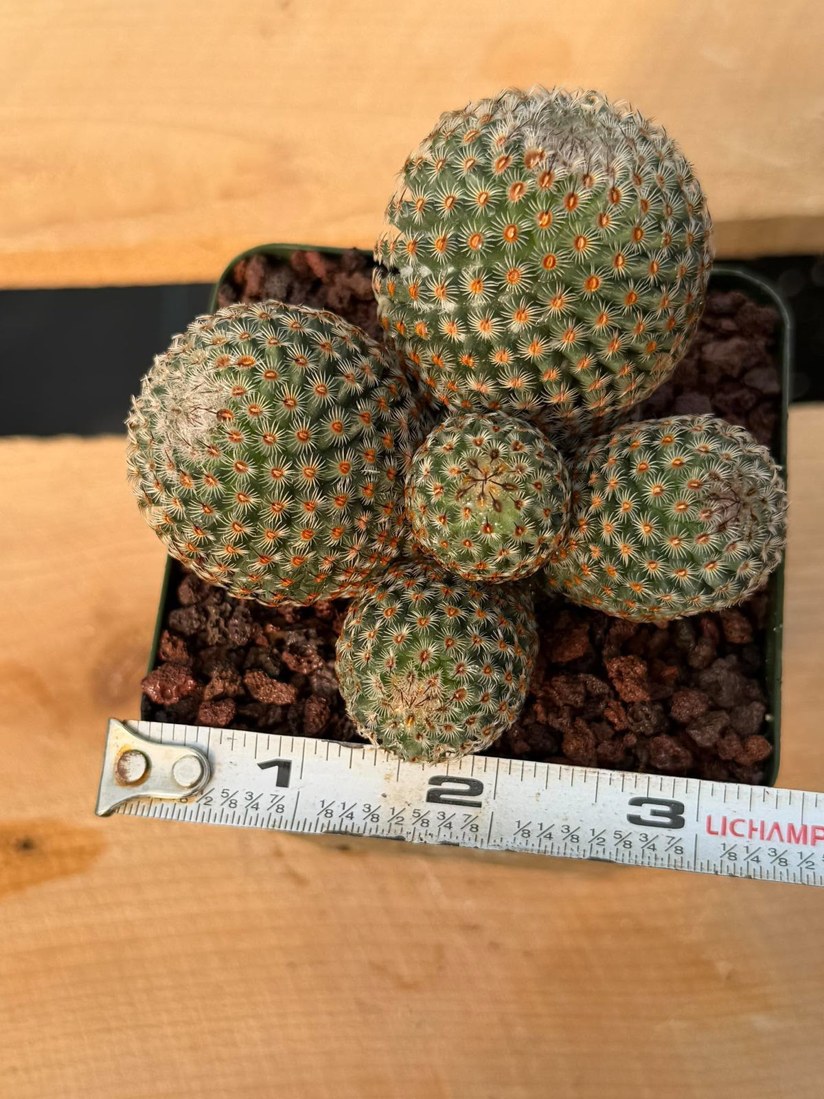 Mammillaria huitzilopochtli Cluster Cactus #978 | Exact Plant