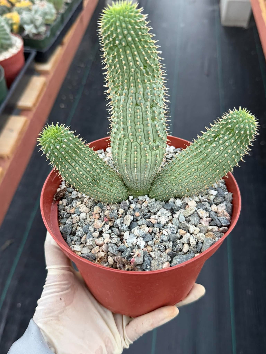 Hoodia gordonii – Rare Seed-Grown Desert Succulent