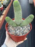 Hoodia gordonii – Rare Seed-Grown Desert Succulent