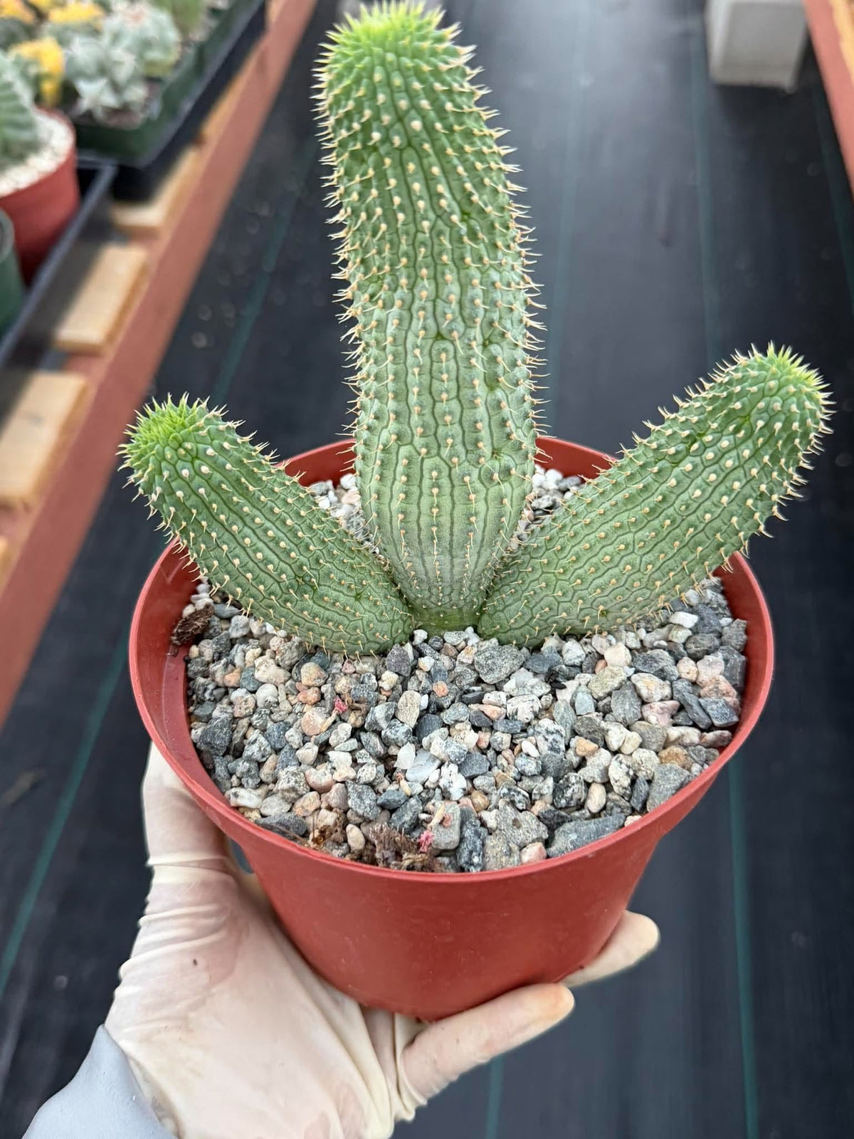 Hoodia gordonii – Rare Seed-Grown Desert Succulent