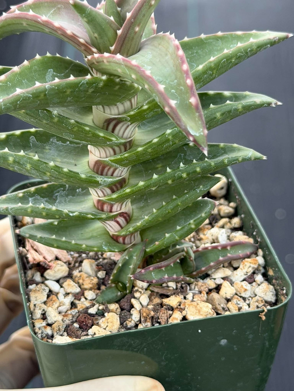 Aloe pearsonii with Pups – Rare Seed-Grown Succulent #758
