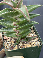 Aloe pearsonii with Pups – Rare Seed-Grown Succulent #758