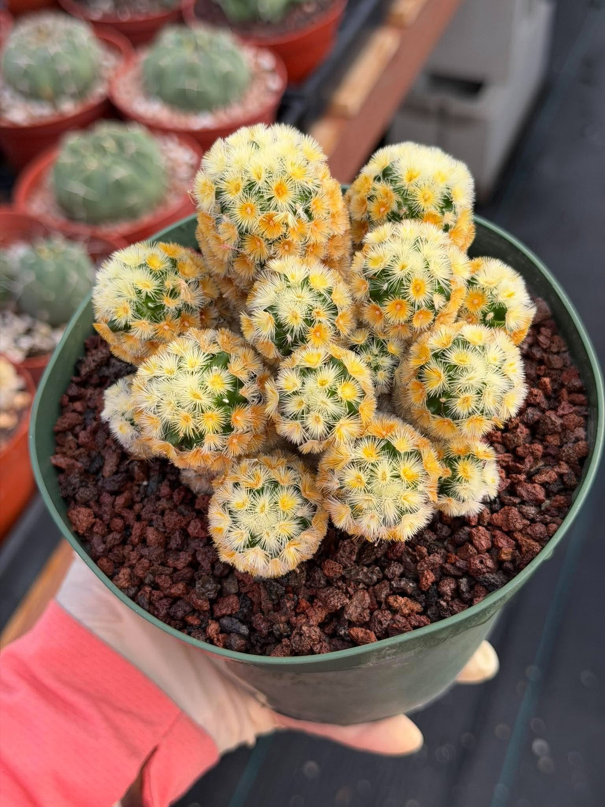 Buddha Succulent #905 – Exact Collector Plant